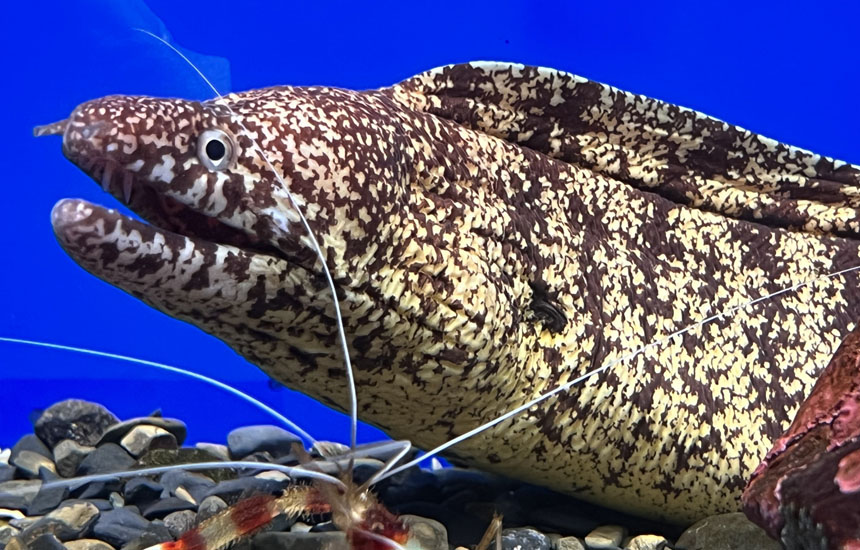 足摺海洋館 SATOUMI