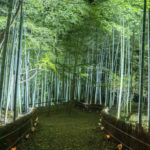 竹林で有名な飯能のお寺で夏の星空を楽しむ「竹寺・竹あかり～星空編～」