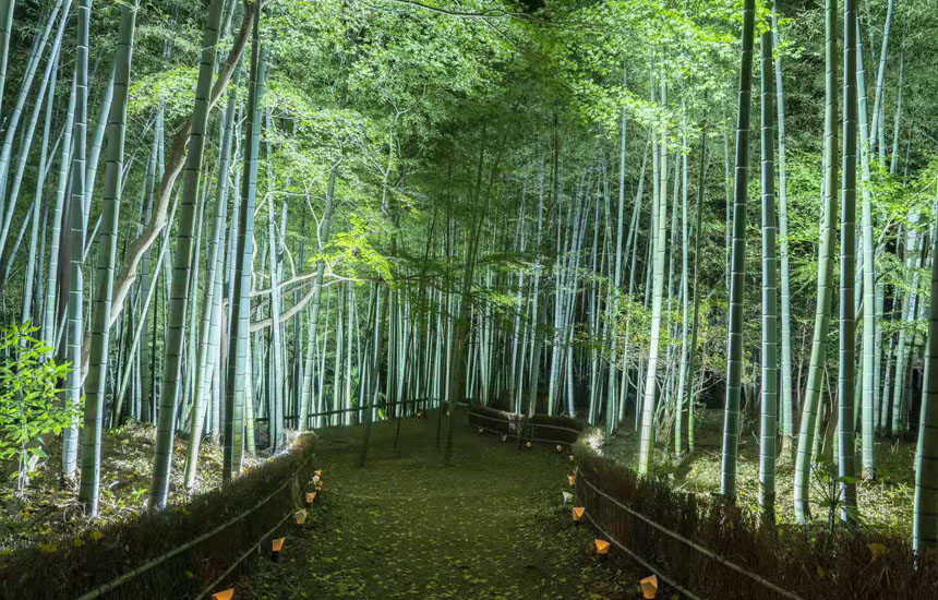 竹寺・竹あかり