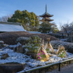上野東照宮 ぼたん苑で関東最大級の冬ぼたん展が開催