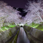 琵琶湖疏水・三井寺の桜がライトアップ