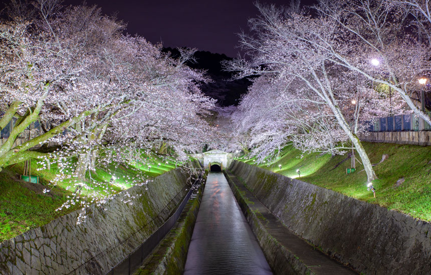 びわ湖大津春のライトアップ 桜の琵琶湖疏水