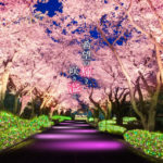 よみうりランドで“夜桜ジュエルミネーション”が開催！