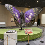 滋賀県）「チョウ展」を実施していた滋賀県立琵琶湖博物館が推しチョウ総選挙の結果を発表！