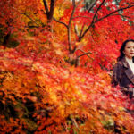 神戸布引ハーブ園で紅葉の名所「布引の紅葉」が間もなく見ごろに