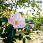 埼玉）国営武蔵丘陵森林公園で貴重な江戸椿を含む多彩な椿が開花！