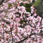 伊豆）ニューヨークランプミュージアム＆フラワーガーデンで早咲きの「寒桜」がもうすぐ見頃