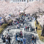 茨城県）日立市の春の風物詩「第58回 日立さくらまつり」開催！