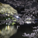 静岡県）蓮華寺池公園の桜ライトアップがスタート