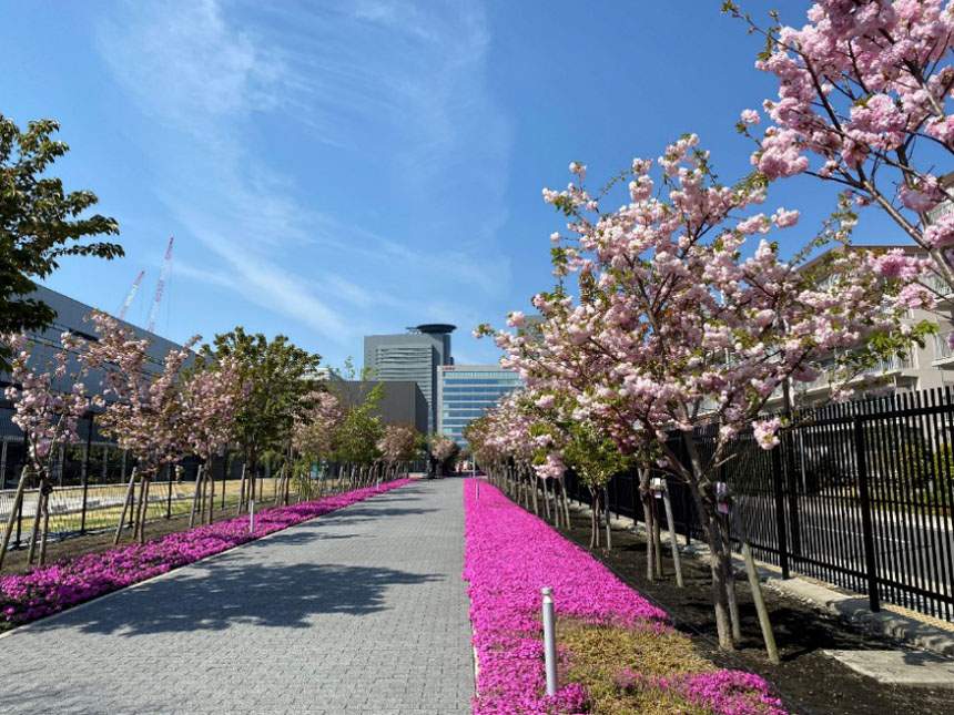 造幣局さいたま支局「桜のさんぽ道」