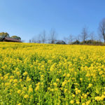 大阪）堺・緑のミュージアム　ハーベストの丘で春の訪れを楽しむ黄色い絨毯「50万本の菜の花」