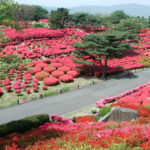 静岡県）小室山公園を彩る真っ赤な絨毯「小室山公園つつじ観賞会」