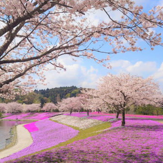 東京ドイツ村 芝桜