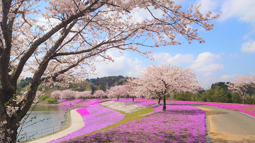 東京ドイツ村 芝桜