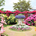 栃木県）あしかがフラワーパークで『Rose Garden～春のバラまつり～』が開催