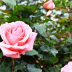 横浜市の野毛山公園で45種のバラが見頃