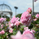 東京都）野津田公園で「ROSE FEST 2023 春」が開催
