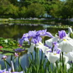 神奈川県）小田原フラワーガーデンで約180種1,000株が水辺で涼やかな競演「花菖蒲・睡蓮まつり」