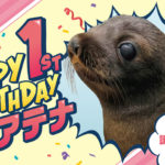 東京）すみだ水族館でオットセイ「アテナ 」の1歳バースデイベントが開催！