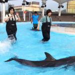 香川）四国水族館でイルカに大接近！シン・体験プログラム「ドルフィンウォーク～浅瀬でジャブジャブ～」