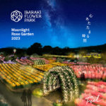 茨城県）秋バラと２万輪のマリーゴールドをライトアップ！いばらきフラワーパーク「Moonlight Rose Garden」
