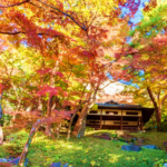 東京）約200本のイロハモミジも楽しめる！殿ヶ谷戸庭園「秋の催し」