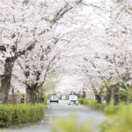 長瀞の桜（北桜通り・通り抜けの桜）