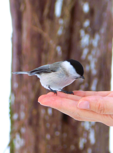 洞爺湖 オリジナルスノーシューツアー