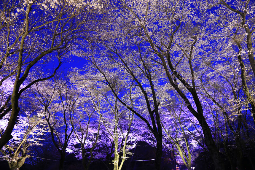 ENjoy! SAKURA春フェス～佐倉城址公園ライブ～