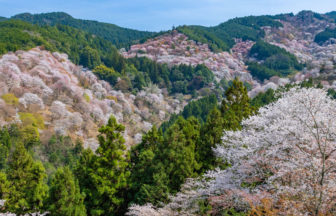 奈良県の婚活デート向きお花見スポット