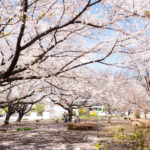 埼玉県）川口の隠れた桜の名所「1110 CAFE/BAKERY」に期間限定デリボックスが登場