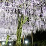 静岡県）蓮華寺池公園で藤のライトアップが開始！