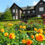 東京都）旧古河庭園「春のバラフェスティバル」