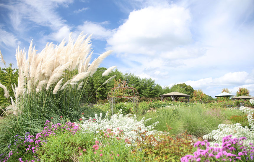 そらの花畑 世羅高原花の森