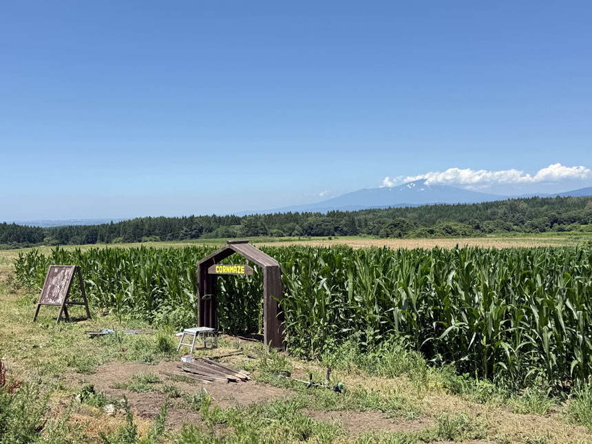 月山高原「5万本のとうもろこし巨大迷路」