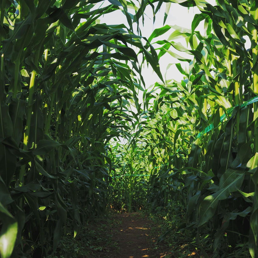 月山高原「5万本のとうもろこし巨大迷路」