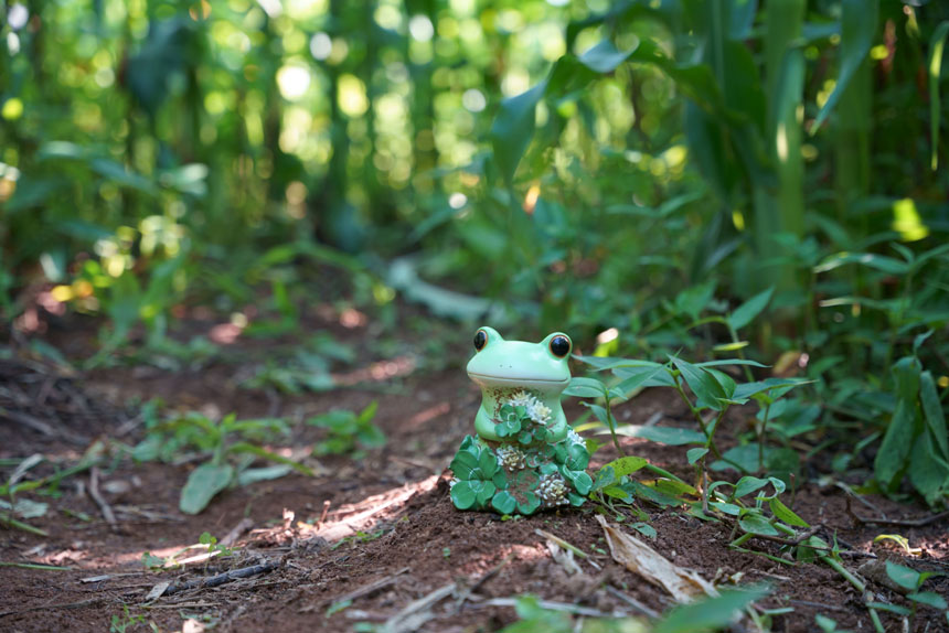 月山高原「5万本のとうもろこし巨大迷路」