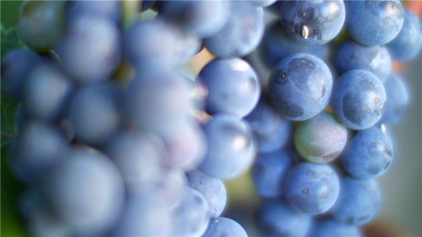 ここからはじまる!タクシーで巡るフラノのワイン旅