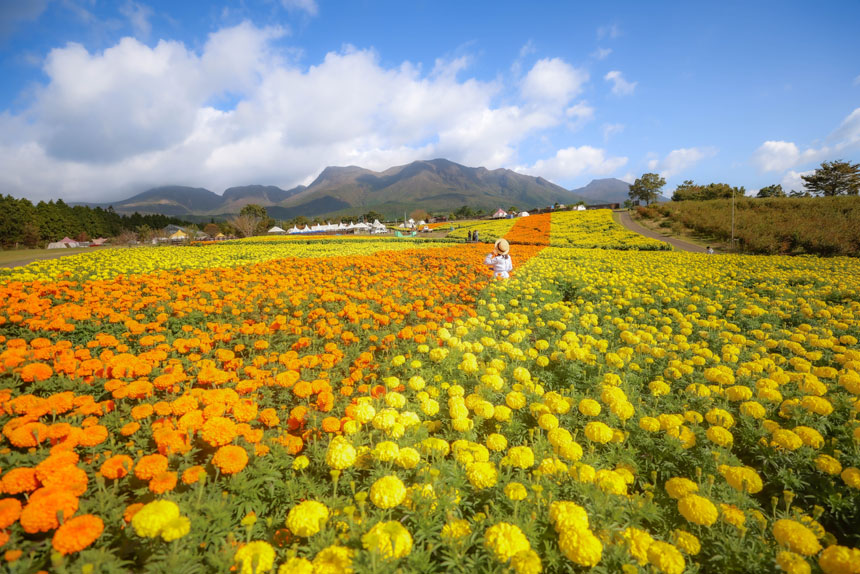 くじゅう花公園 オータムフラワーフェスタ 2025
