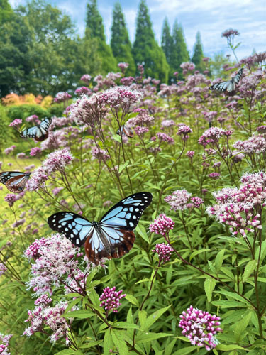 くじゅう花公園 オータムフラワーフェスタ 2025