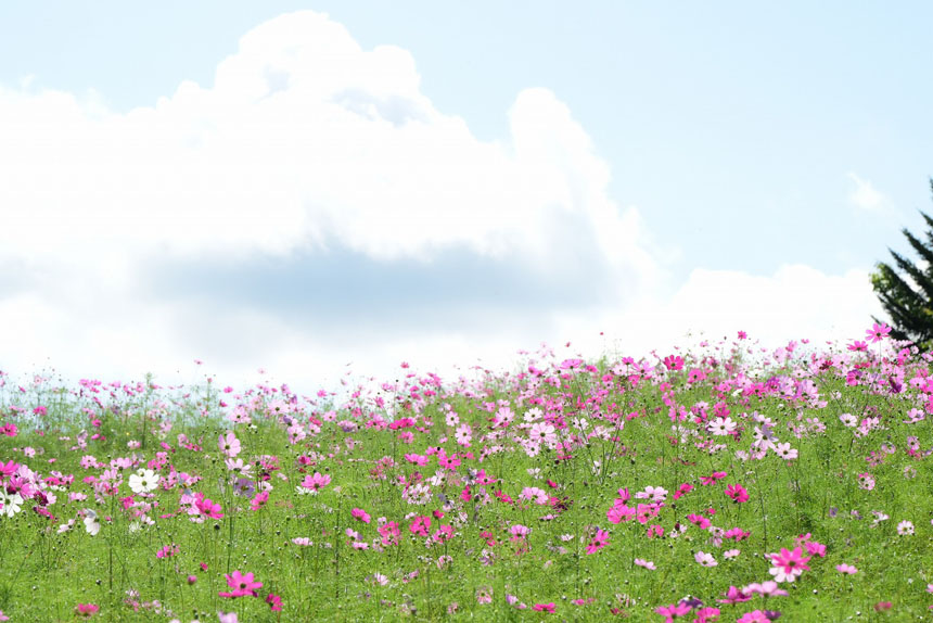 国営滝野すずらん丘陵公園「コスモスフェスタ」