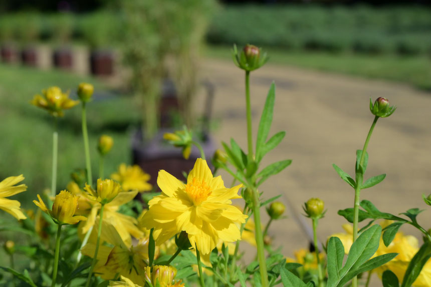 国営滝野すずらん丘陵公園「コスモスフェスタ」
