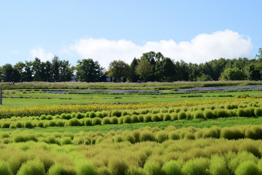 国営滝野すずらん丘陵公園「コスモスフェスタ」