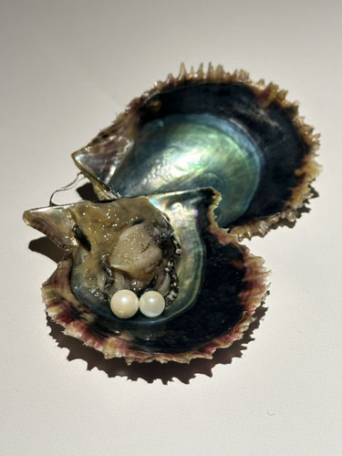 広島もとまち水族館「Silent Sea, Holy Night.2025」