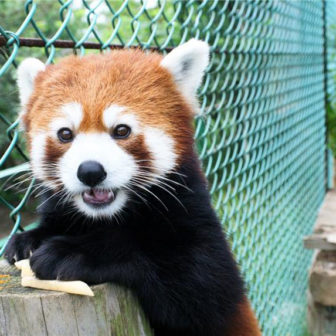 東北サファリパーク JAFアプリクーポン