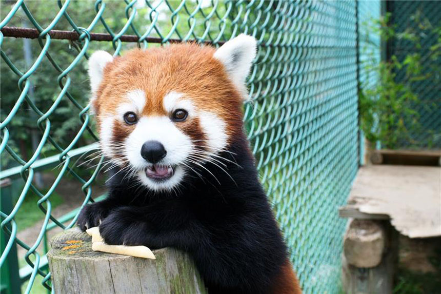 東北サファリパーク JAFアプリクーポン