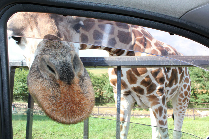 東北サファリパーク JAFアプリクーポン
