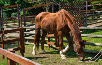 うだ・アニマルパーク