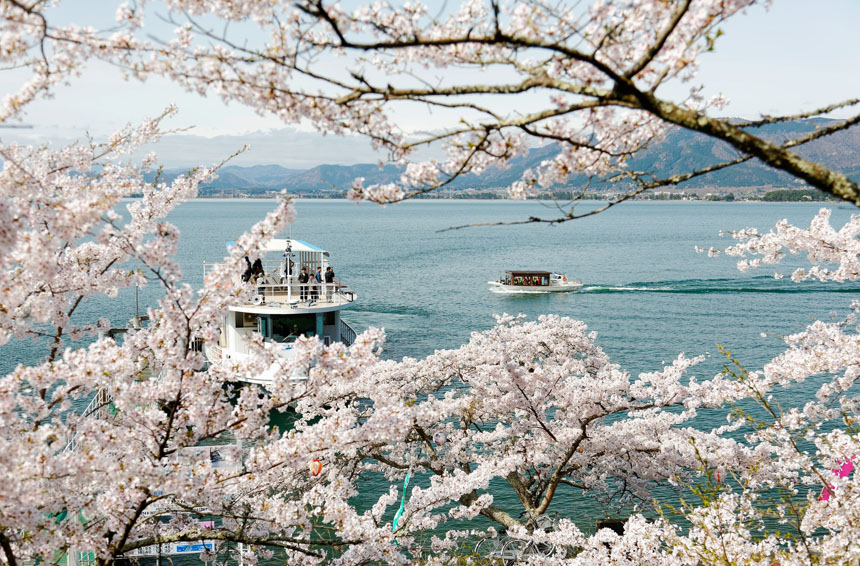 海津大崎桜お花見クルーズ