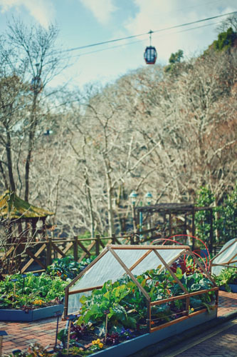 神戸布引ハーブ園「Winter Garden Fair 2026 -ほっこり楽しむ冬の散歩道-」